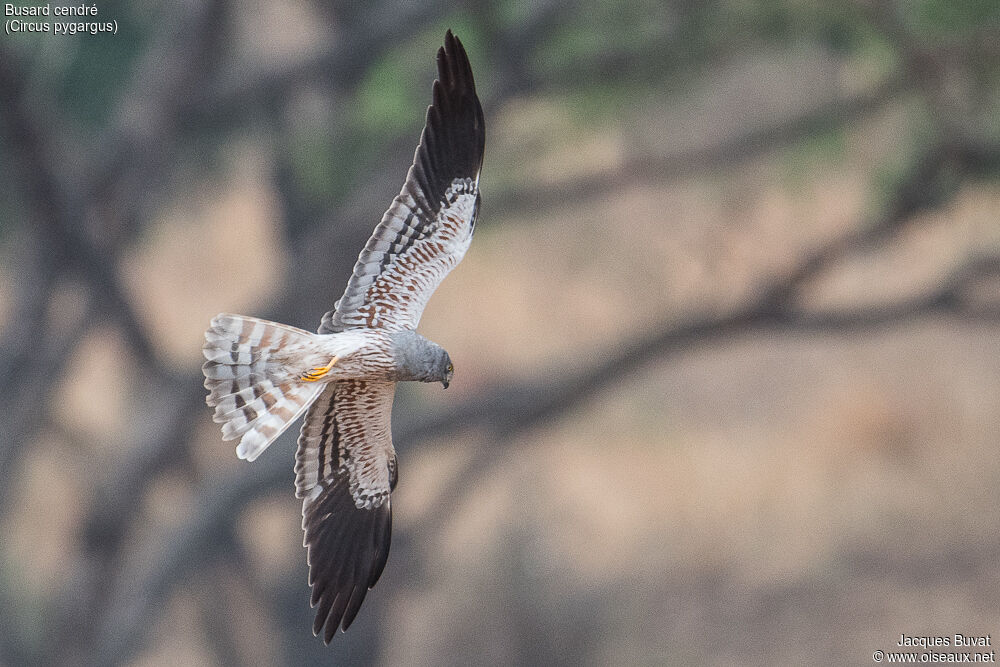 Montagu's Harrier