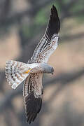 Montagu's Harrier