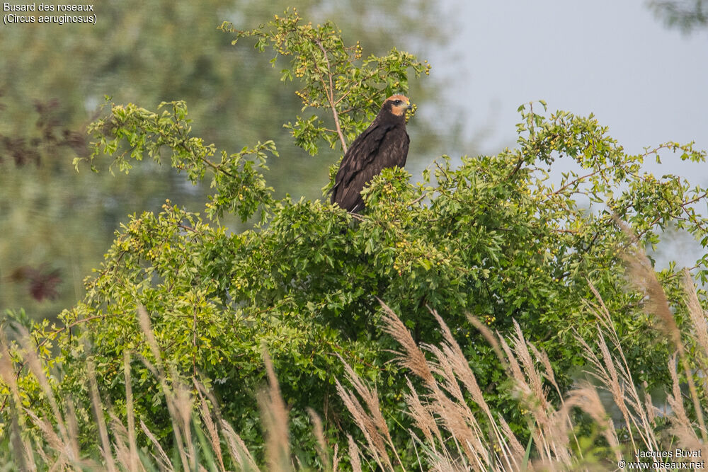 Western Marsh Harrierjuvenile