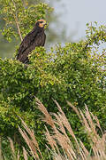 Western Marsh Harrier