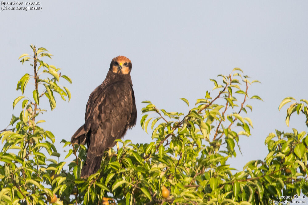 Western Marsh Harrierjuvenile