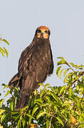 Western Marsh Harrier