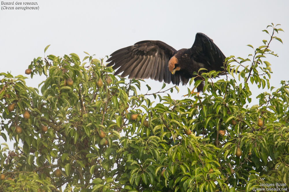 Western Marsh Harrierjuvenile