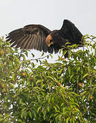 Western Marsh Harrier