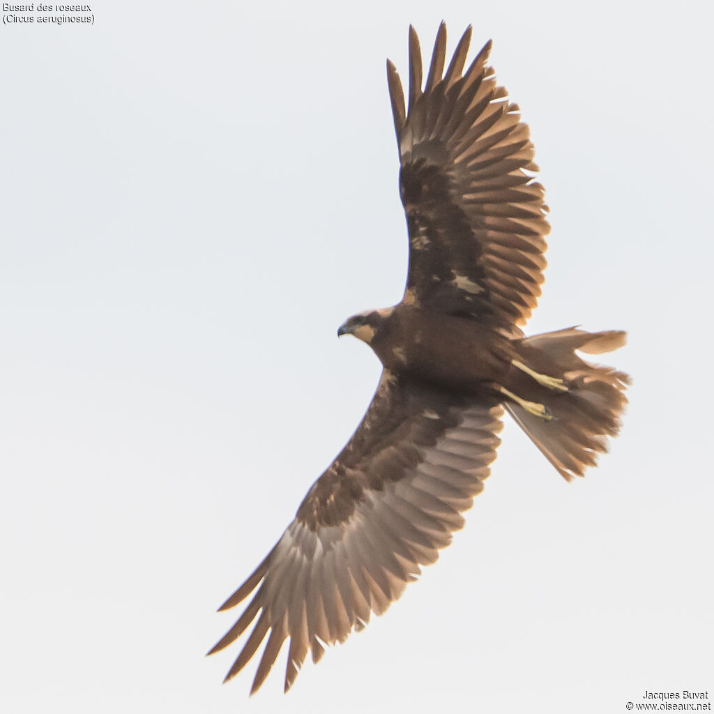 Western Marsh Harrier female adult breeding, aspect, pigmentation, Flight, fishing/hunting