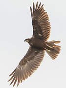 Western Marsh Harrier