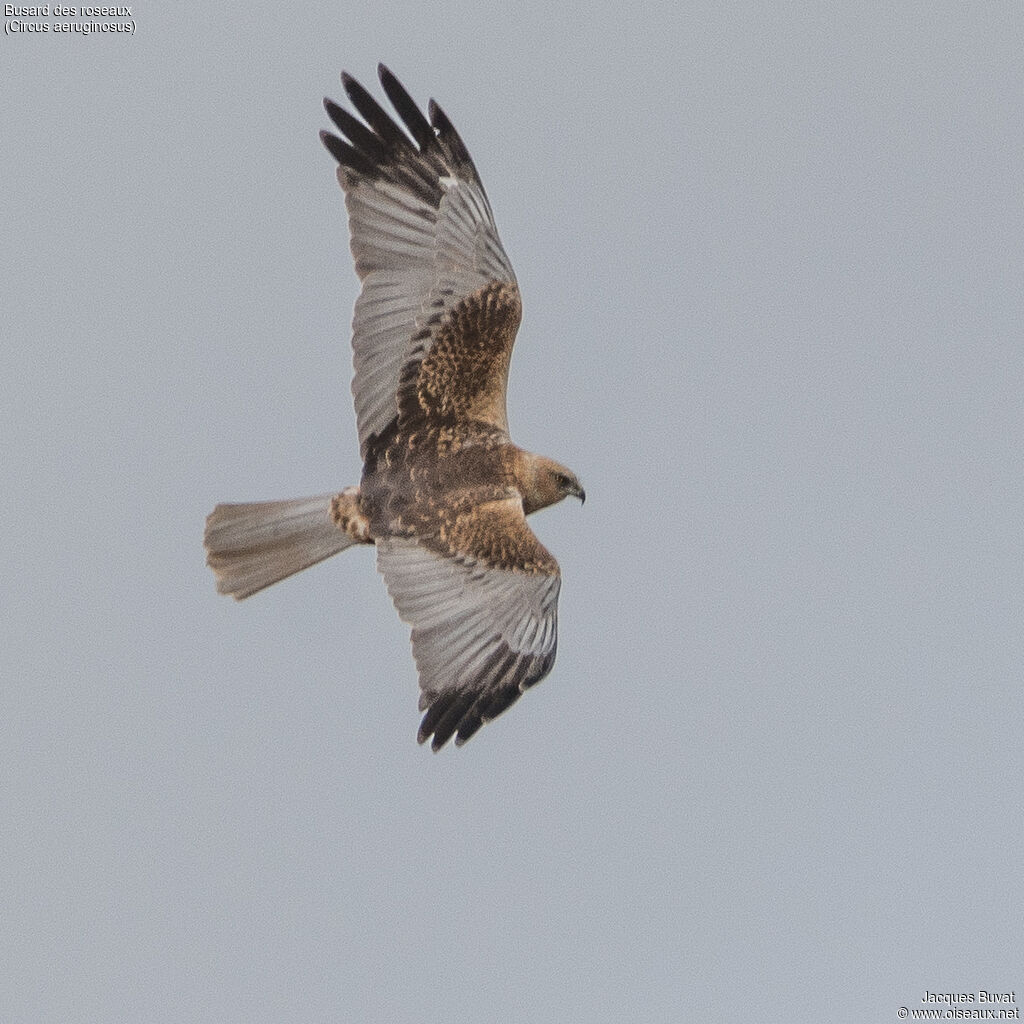 Western Marsh Harrier male adult breeding, aspect, pigmentation, Flight, fishing/hunting