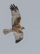 Western Marsh Harrier