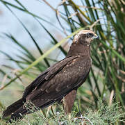 Western Marsh Harrier