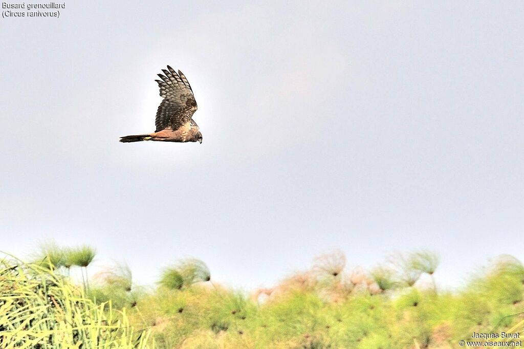 African Marsh Harrieradult