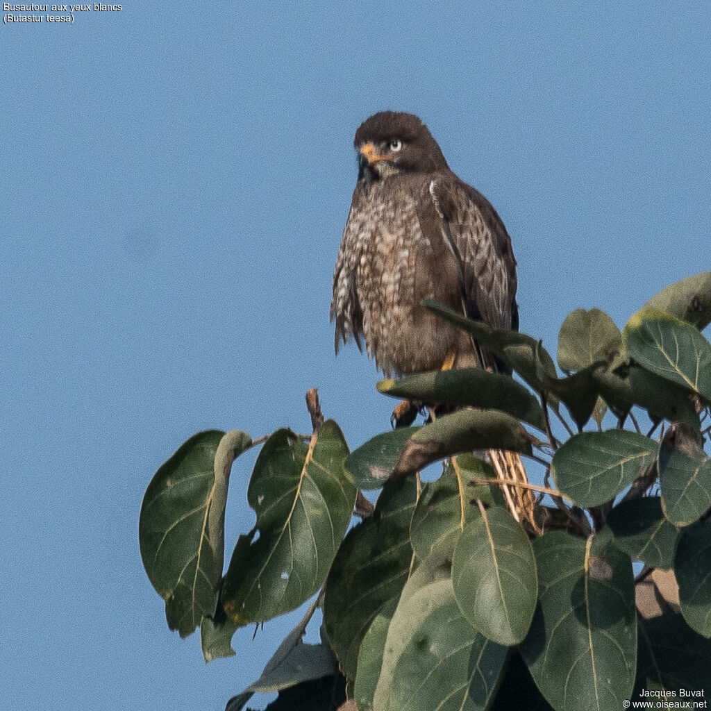 White-eyed Buzzardadult, identification, aspect, pigmentation