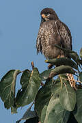 White-eyed Buzzard