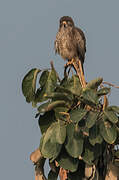 White-eyed Buzzard