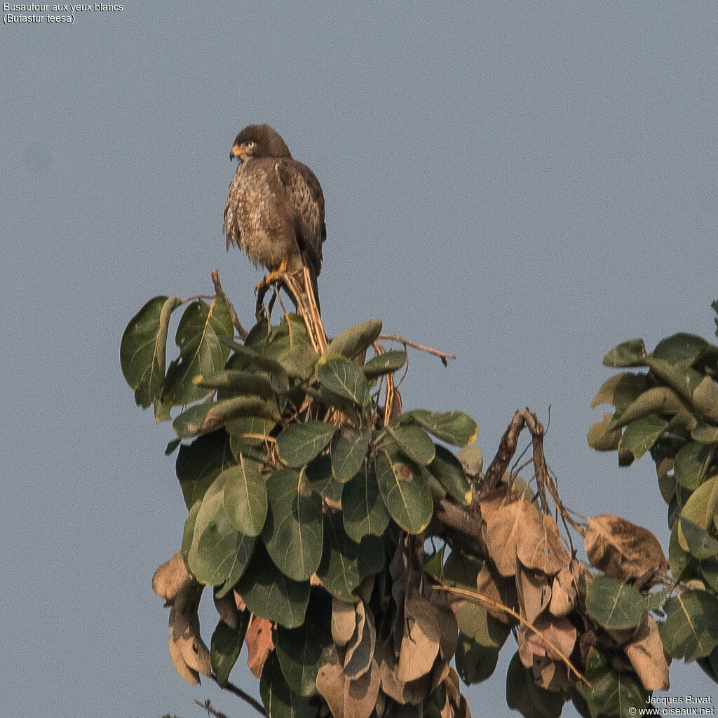 White-eyed Buzzard