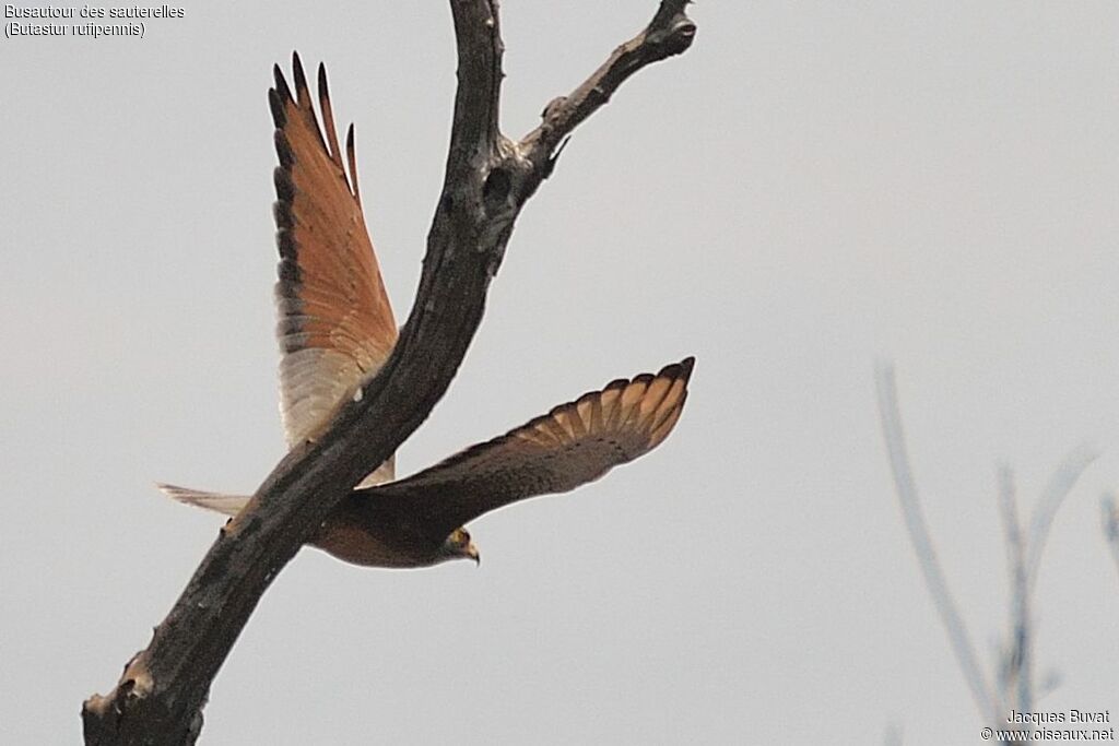 Grasshopper Buzzard, identification, aspect, pigmentation, Flight