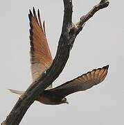 Grasshopper Buzzard