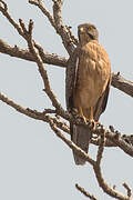 Grasshopper Buzzard