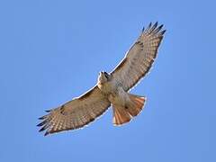 Red-tailed Hawk