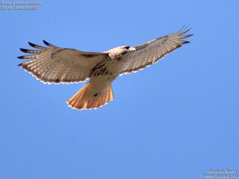 Red-tailed Hawk, aspect, pigmentation, Flight