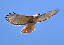 Red-tailed Hawk