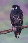 Augur Buzzard