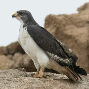 Augur Buzzard