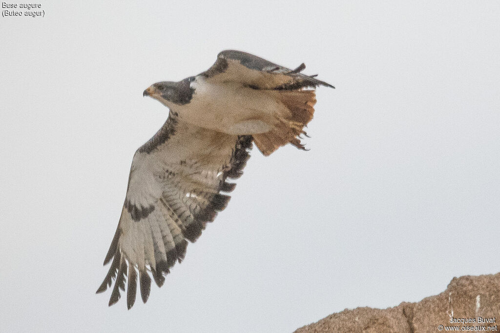 Augur Buzzard