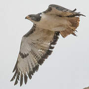 Augur Buzzard