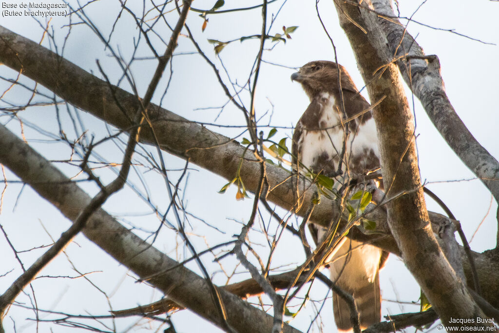 Madagascan Buzzardadult