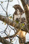 Madagascar Buzzard