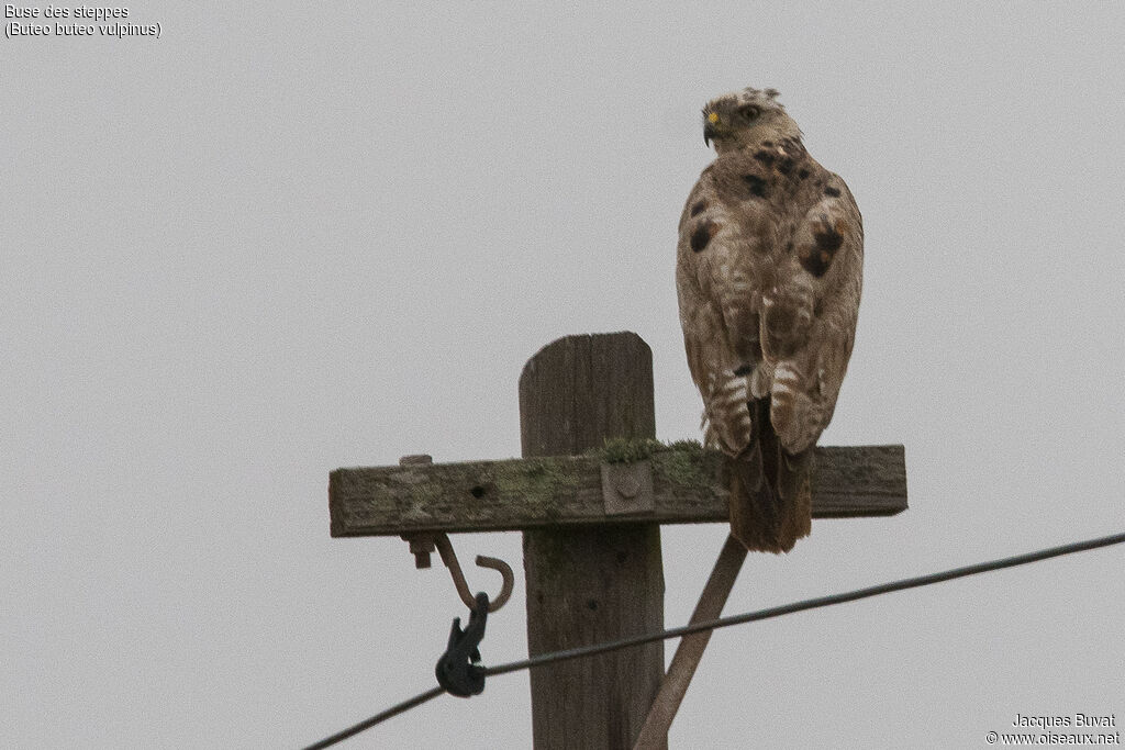 Common Buzzard (vulpinus)adult