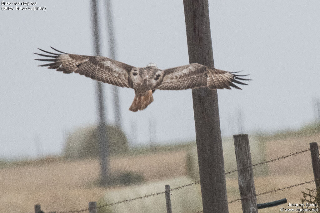 Common Buzzard (vulpinus)adult