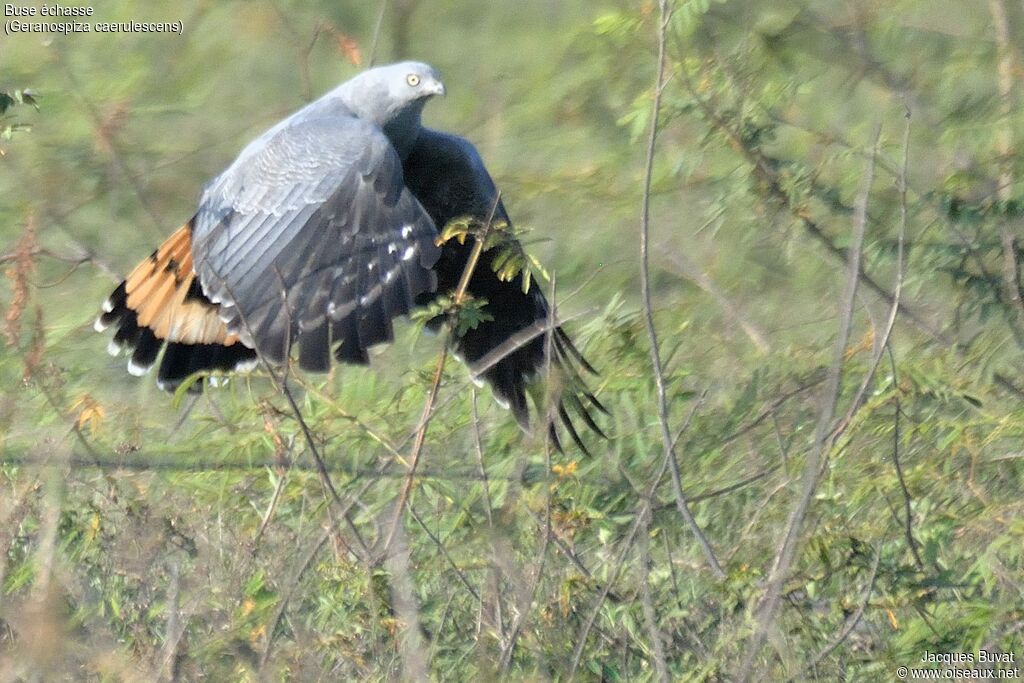 Crane Hawkadult