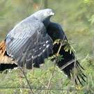 Buse échasse