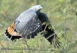 Crane Hawk