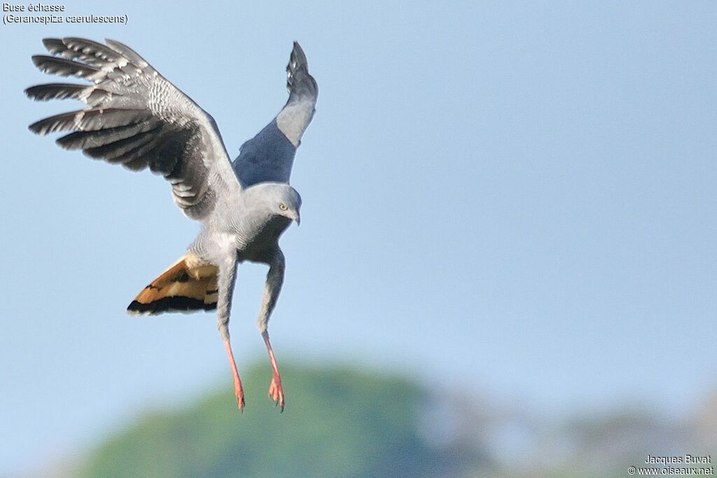 Crane Hawkadult