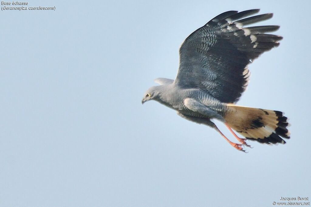 Crane Hawkadult