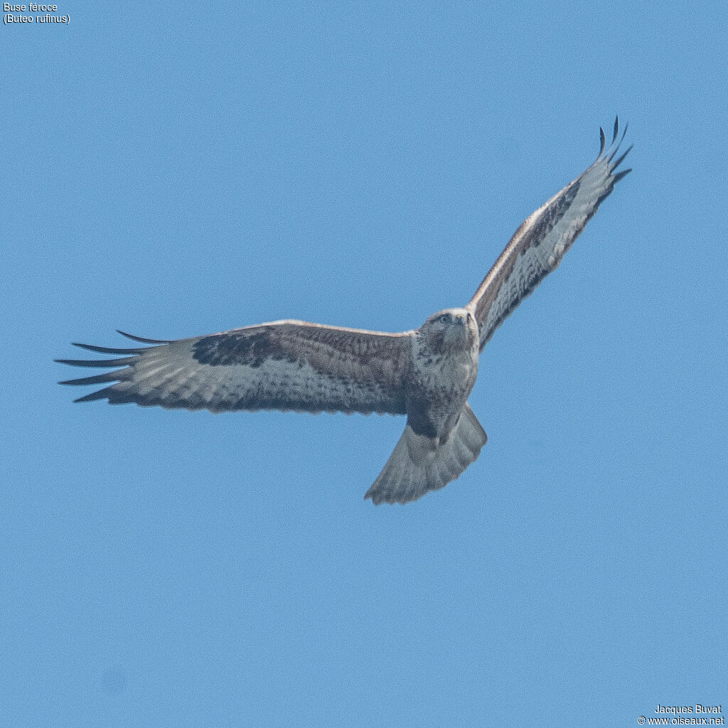 Long-legged Buzzardadult, aspect, pigmentation, Flight