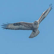 Long-legged Buzzard