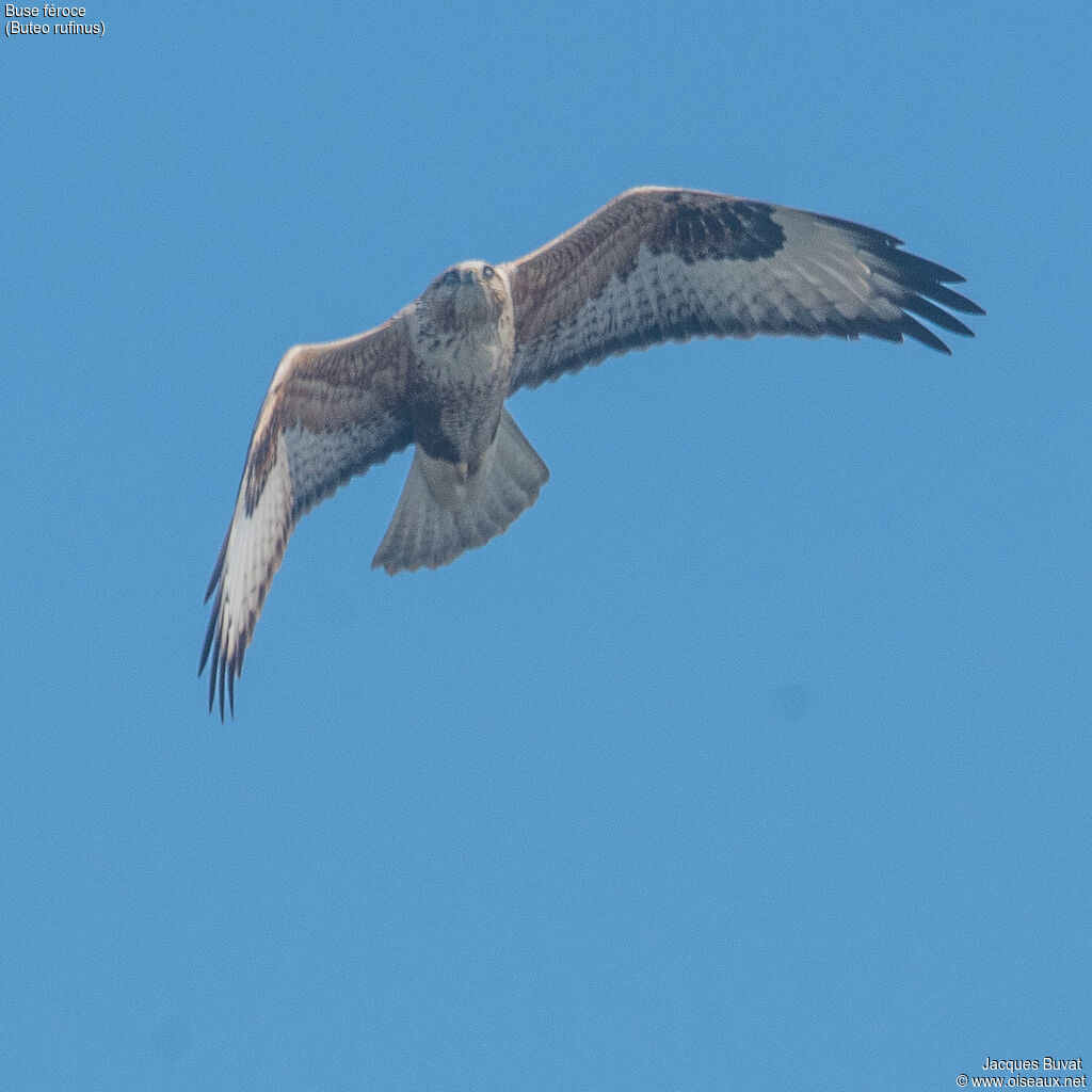 Long-legged Buzzardadult, aspect, pigmentation, Flight