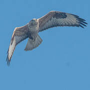 Long-legged Buzzard