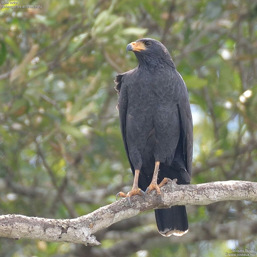 Common Black Hawk, close-up portrait, aspect, pigmentation