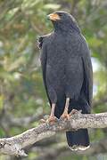 Common Black Hawk