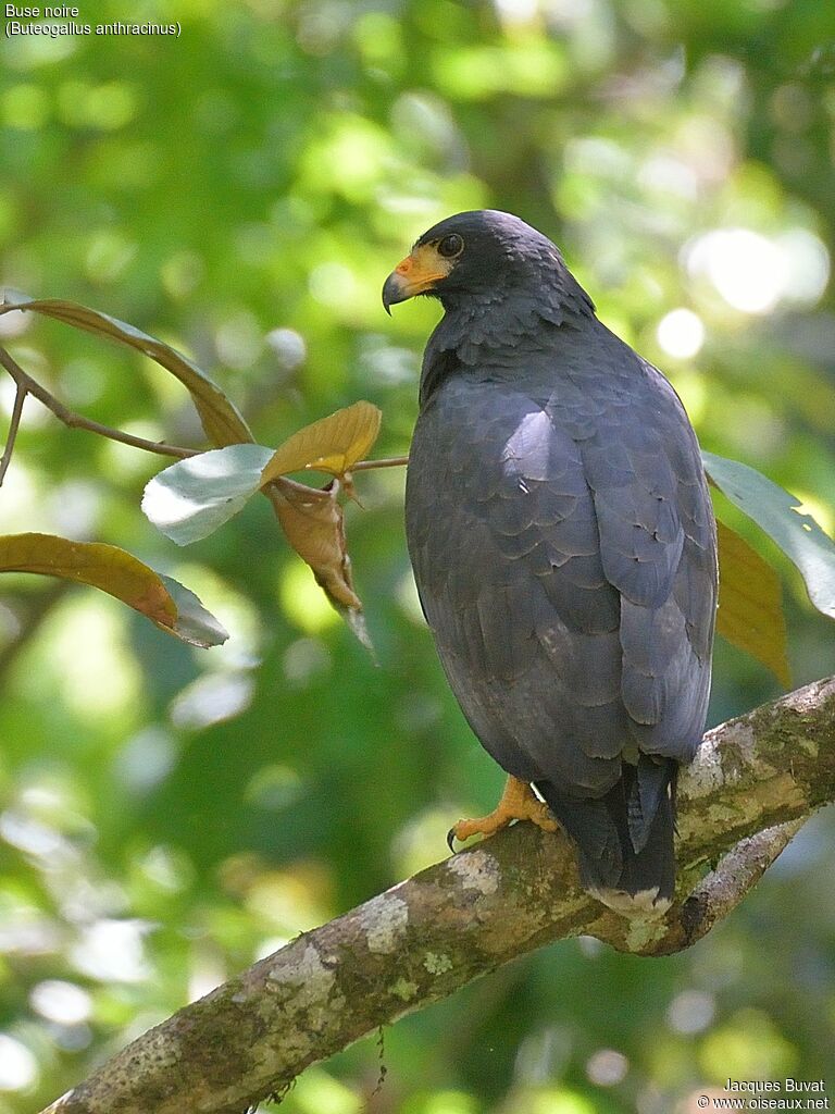 Common Black Hawkadult, close-up portrait, aspect, pigmentation