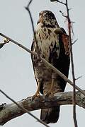 Common Black Hawk