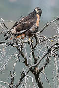 Jackal Buzzard