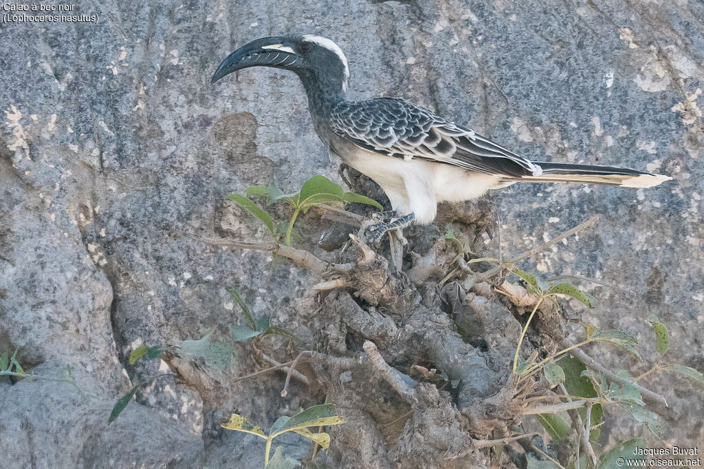 African Grey Hornbill male adult