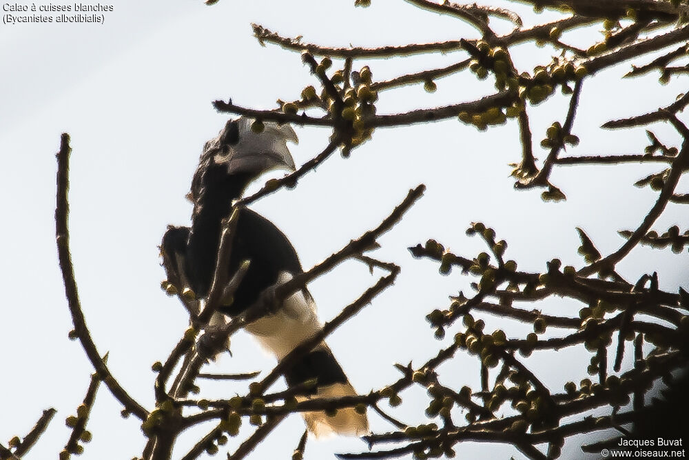 White-thighed Hornbill male adult