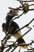 White-thighed Hornbill