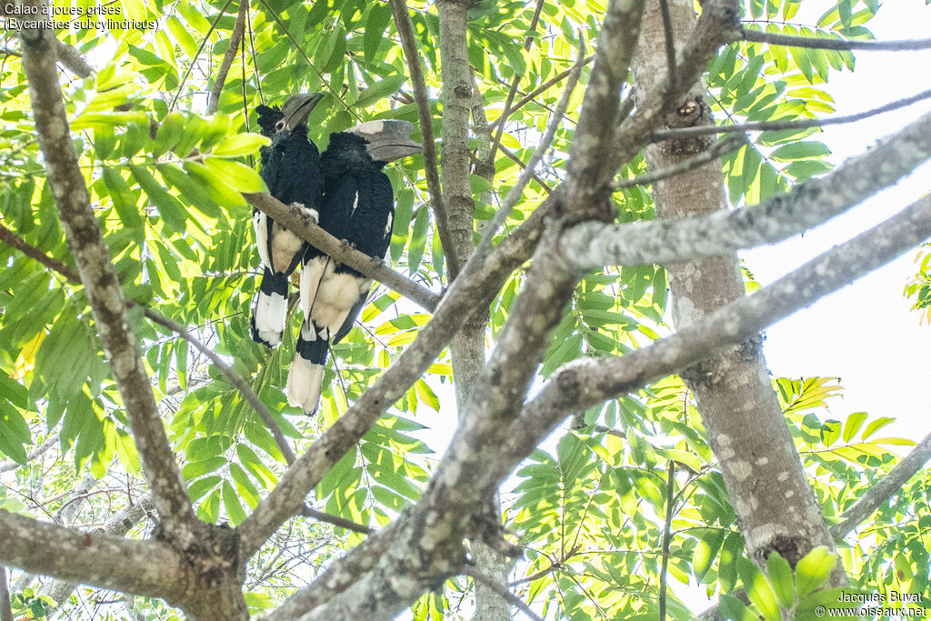 Black-and-white-casqued Hornbilladult